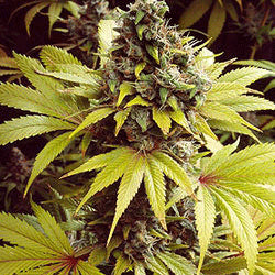 Sagarmatha Seeds - Strawberry Fields